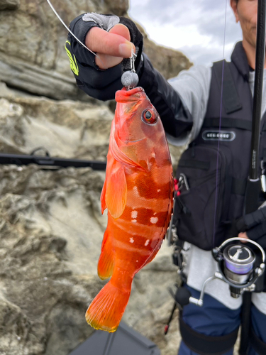 アカハタの釣果