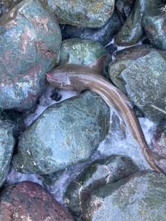 サメの釣果