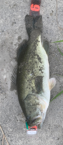 木浜4号水路