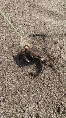 ワタリガニの釣果