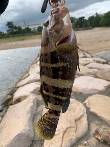 アオハタの釣果