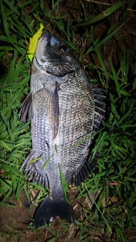 クロダイの釣果