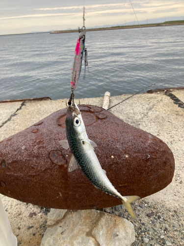 サバの釣果