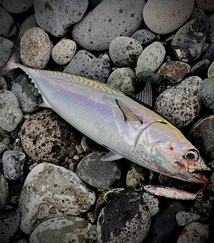 ヒラソウダの釣果