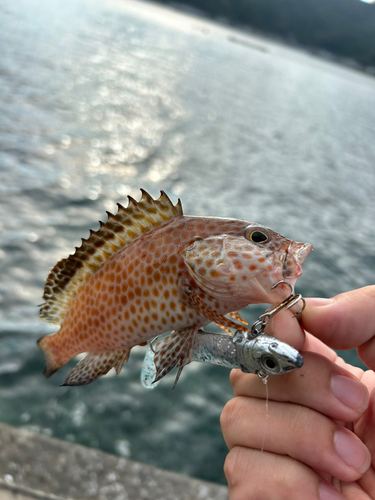 オオモンハタの釣果