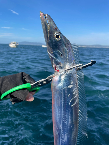 タチウオの釣果