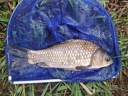 フナの釣果