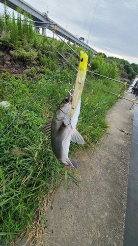 荒川下流