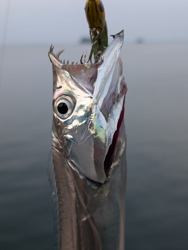 タチウオの釣果