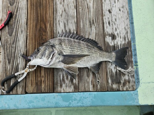 クロダイの釣果