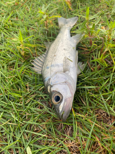 浜名湖