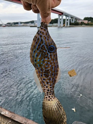 ソウシハギの釣果