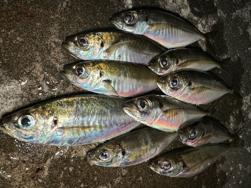 アジの釣果