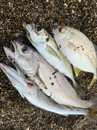 ニベの釣果