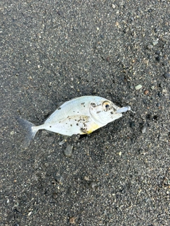 カマスの釣果