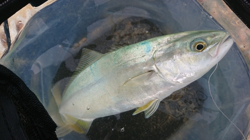 ツバイソの釣果