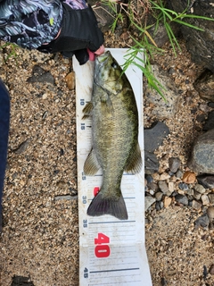 スモールマウスバスの釣果