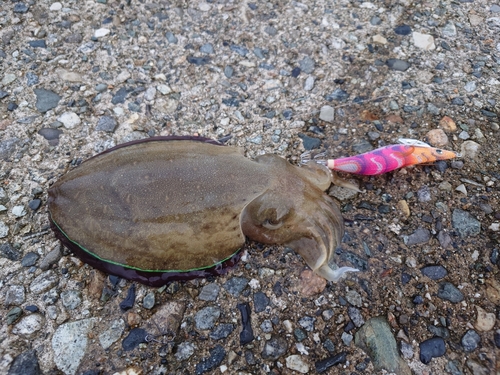 コウイカの釣果