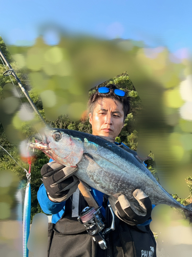 コシナガマグロの釣果