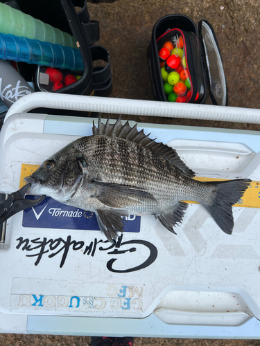 クロダイの釣果