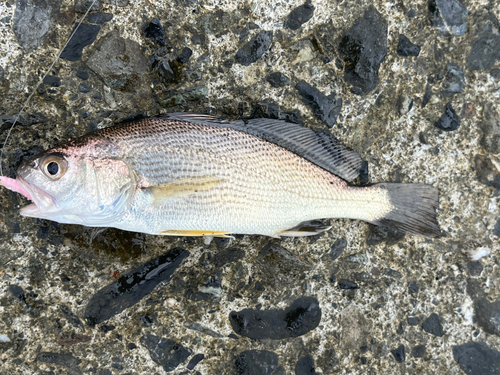 イシモチの釣果