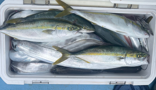 カンパチの釣果