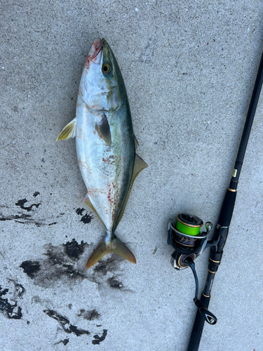 ハマチの釣果