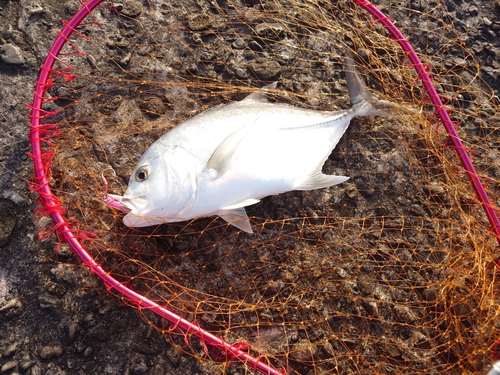 メッキの釣果