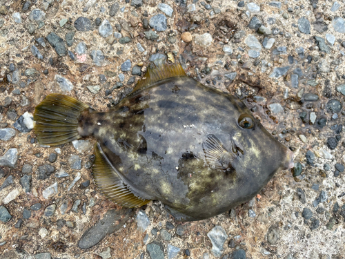 カワハギの釣果