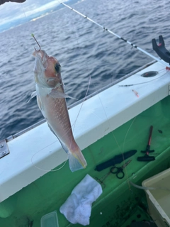 アマダイの釣果