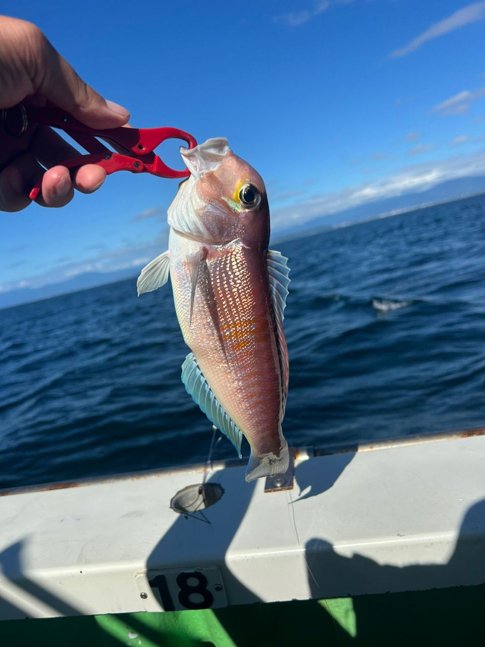 きンちゃンさんの釣果 2枚目の画像