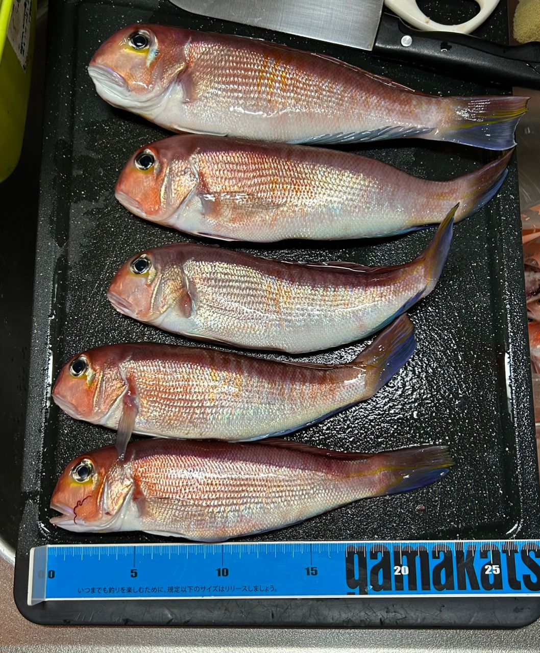 きンちゃンさんの釣果 3枚目の画像