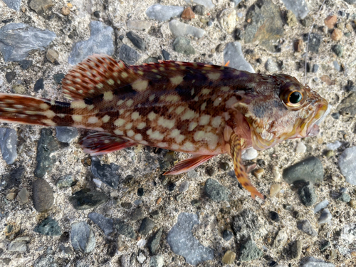 カサゴの釣果