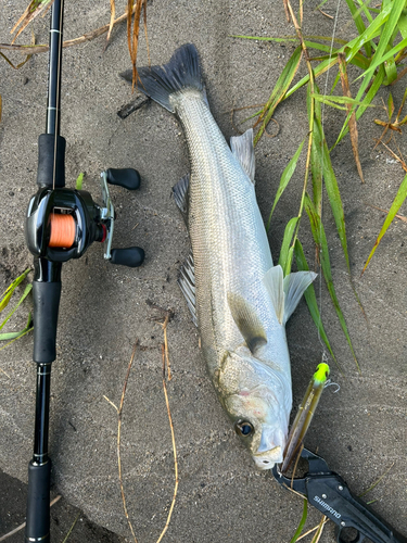 スズキの釣果