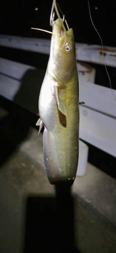 ナマズの釣果