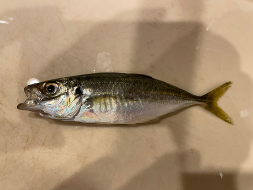 マルアジの釣果