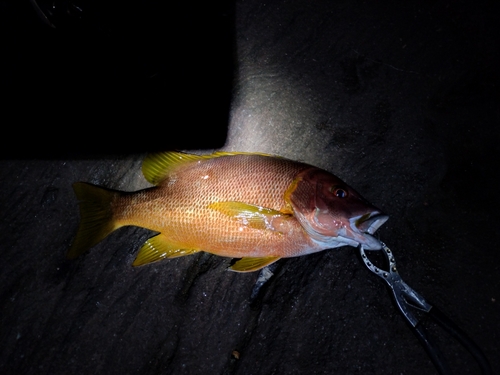 シブダイの釣果