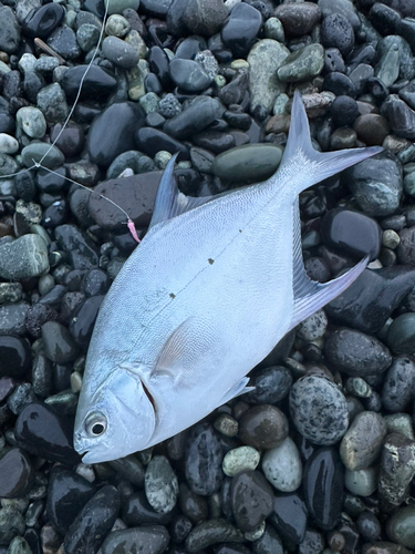 ギンガメアジの釣果