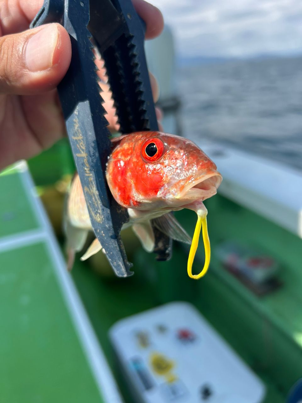 きンちゃンさんの釣果 3枚目の画像