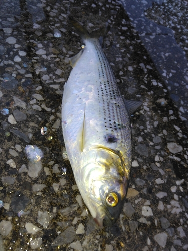 コノシロの釣果