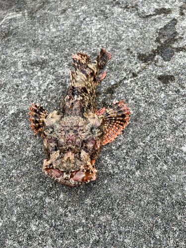 オニカサゴの釣果