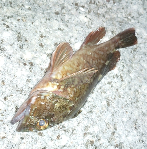 カサゴの釣果