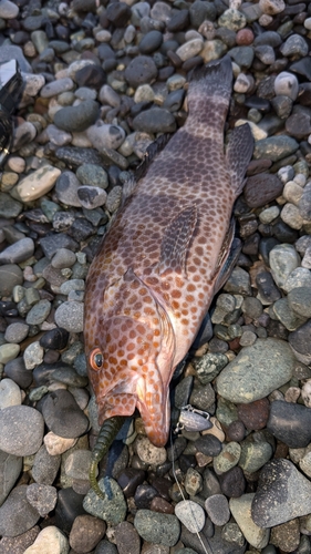 オオモンハタの釣果