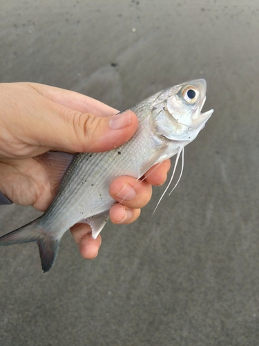 ツバメコノシロの釣果