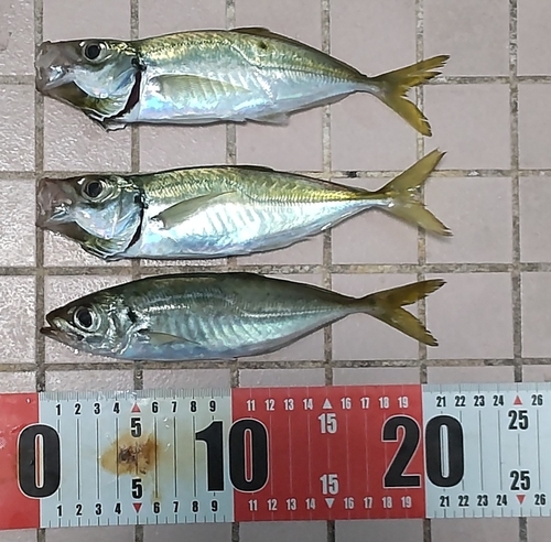 アジの釣果