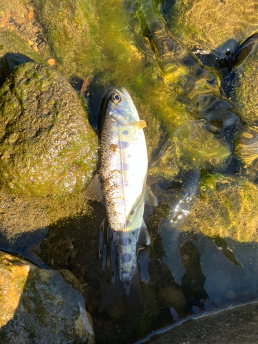 ヤマメの釣果