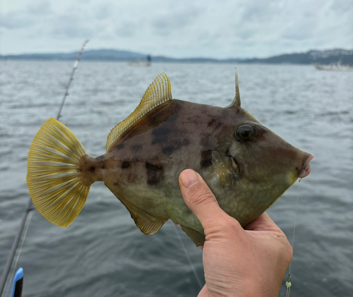 カワハギの釣果