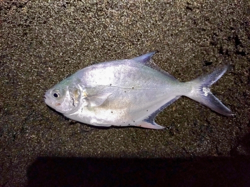 コバンアジの釣果