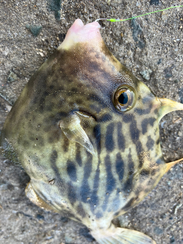 カワハギの釣果