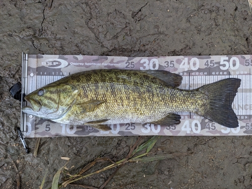 スモールマウスバスの釣果